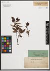 Foto von Salix waldsteiniana Willd.